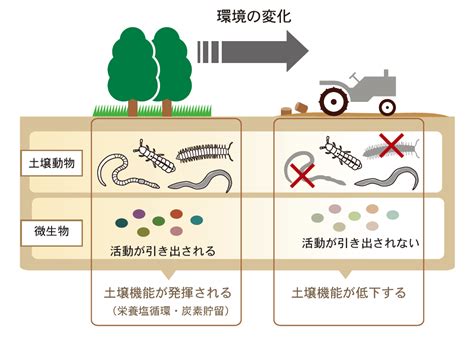 土 動物|RESEARCH 土は生きている—土壌動物が育む土壌環境 